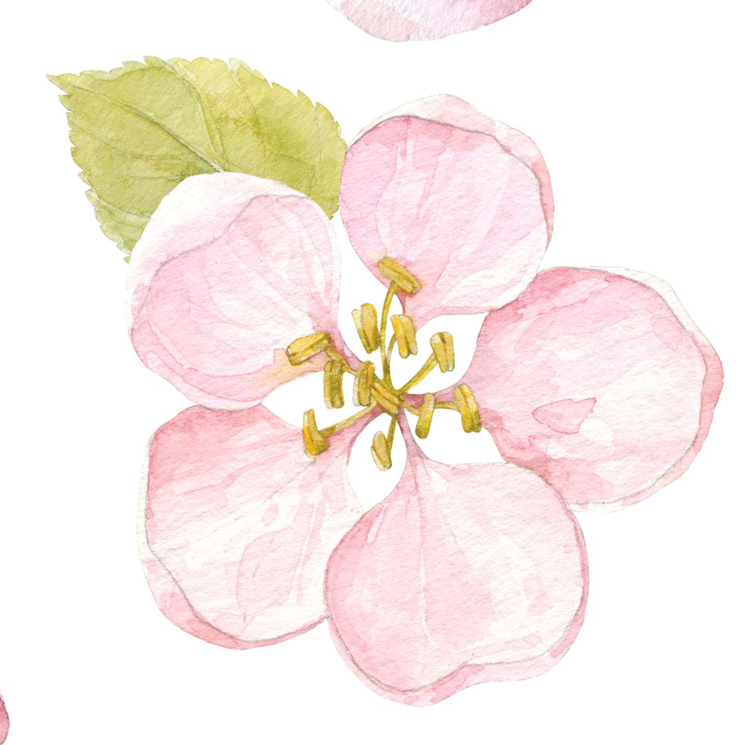 Wzór tapety: różowy kwiat jabłoni i zielony listek, styl akwarela