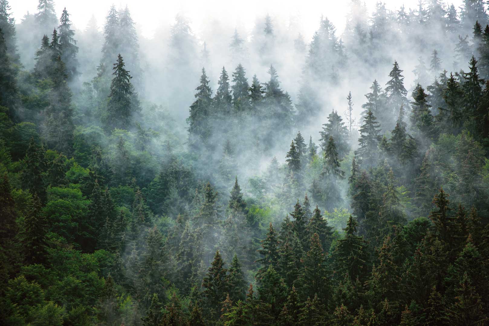 Tapeta na ścianę — drzewa iglaste, las we mgle
