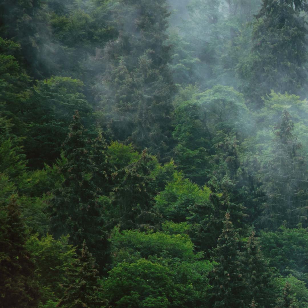 Fototapeta zielony las we mgle - Dekoori.pl
