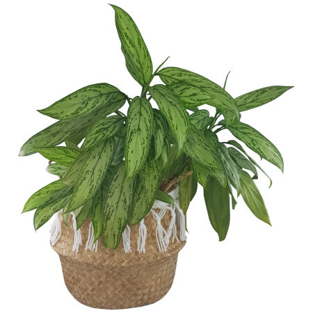 Kosz pleciony naturalny z trawy morskiej z białymi frędzlami boho