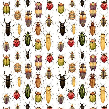 Nowoczesna tapeta ścienna kolorowe owady ŻUCZKI - skarabeusz, biedronka, chrząszcz, insekty