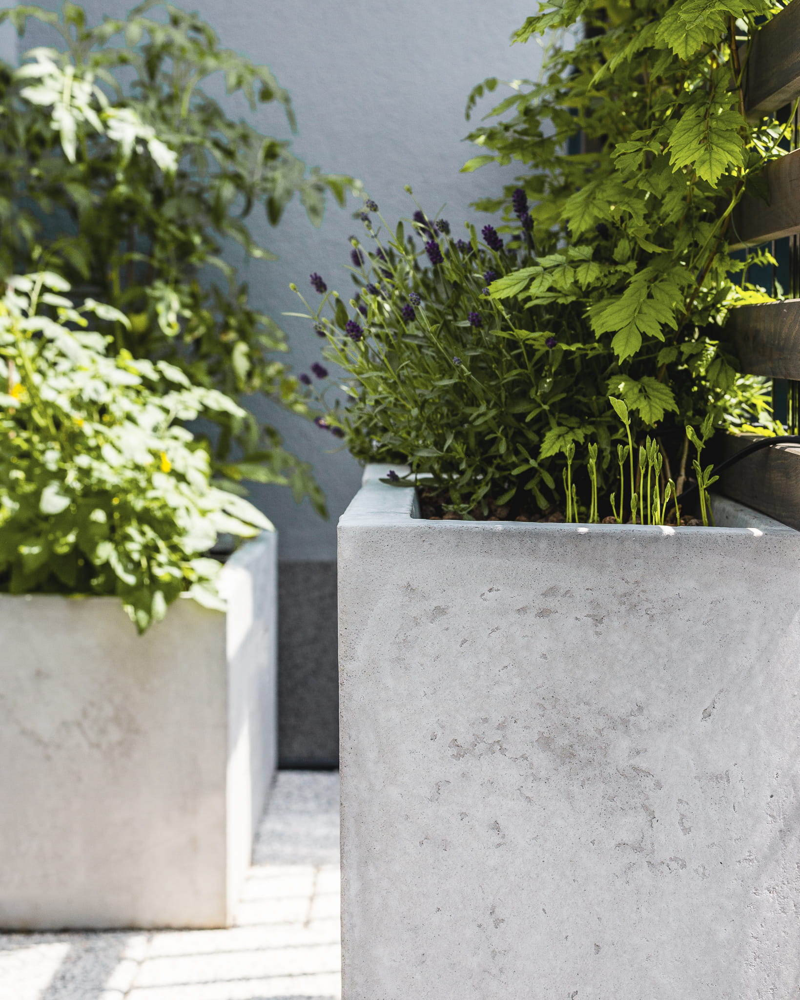 Donice z betonu są pięknym tłem dla zieleni roślin ozdobnych.